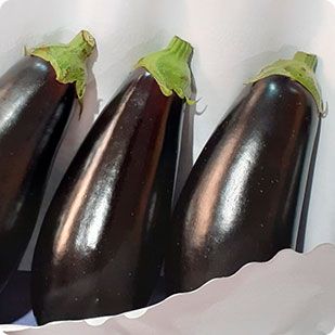 Aubergine