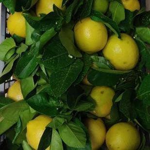 Citron
